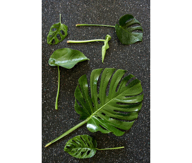 PHILODENDRON IMPERIAL RED