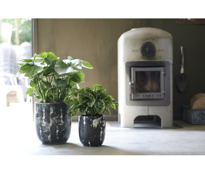 PHILODENDRON IMPERIAL RED