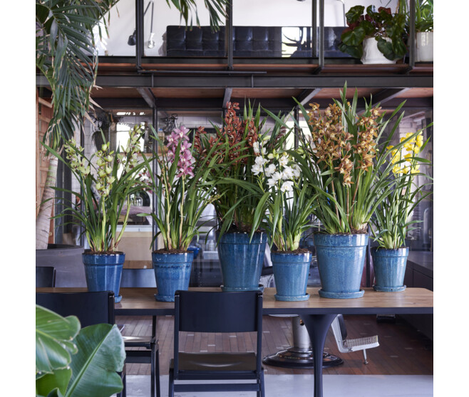 CYMBIDIUM 3/4BR VARIES