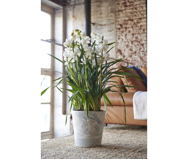 CYMBIDIUM 3/4BR VARIES
