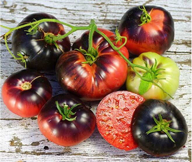 TOMATE INDIGO BLUE