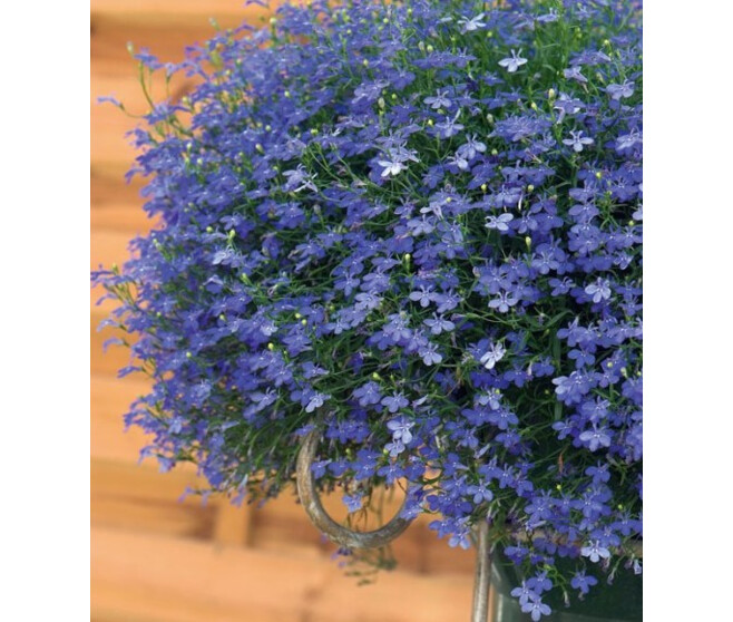 LOBELIA CASCADE BLEU BQ6