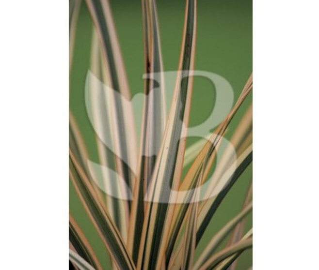 PHORMIUM TENAX GOLDEN RAY