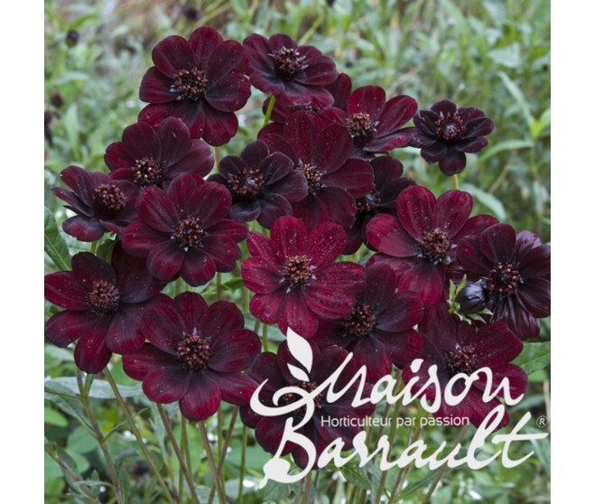 COSMOS CHOCAMOCHA