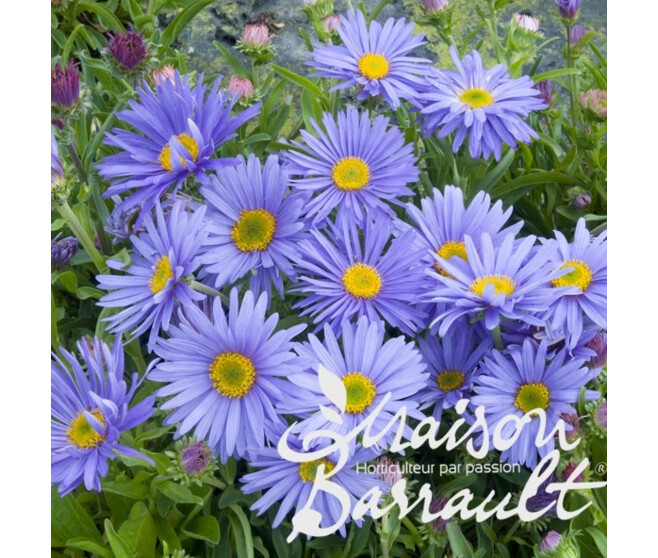 ASTER ALPINUS GOLIATH