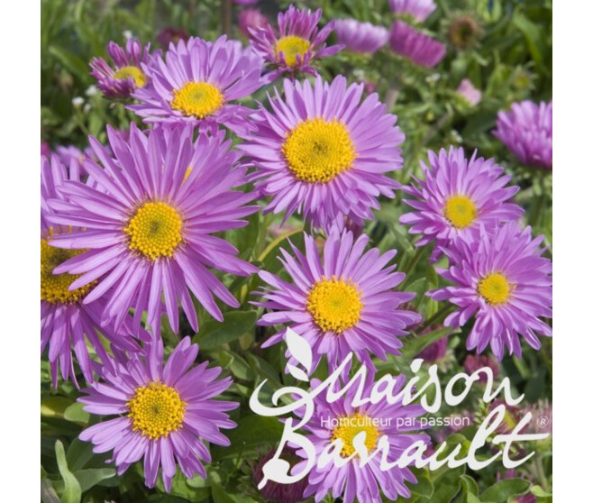 ASTER ALPINUS HAPPY END