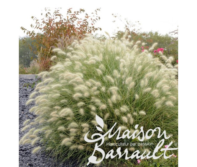 PENNISETUM VILLOSUM