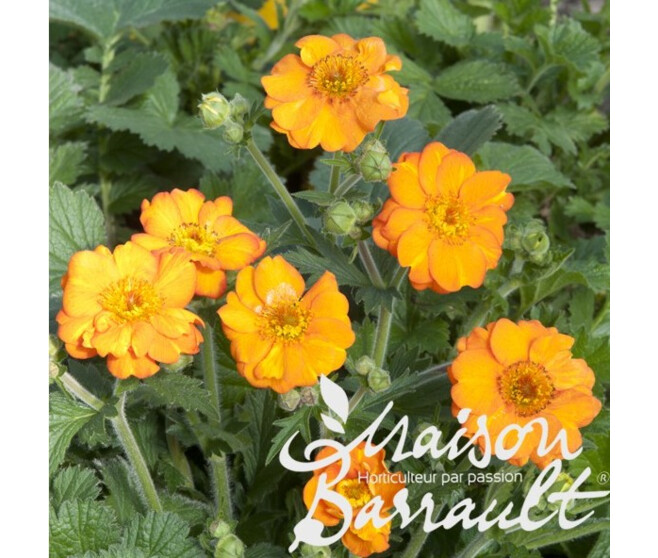 GEUM CHILOENSE DOLLY NORTH