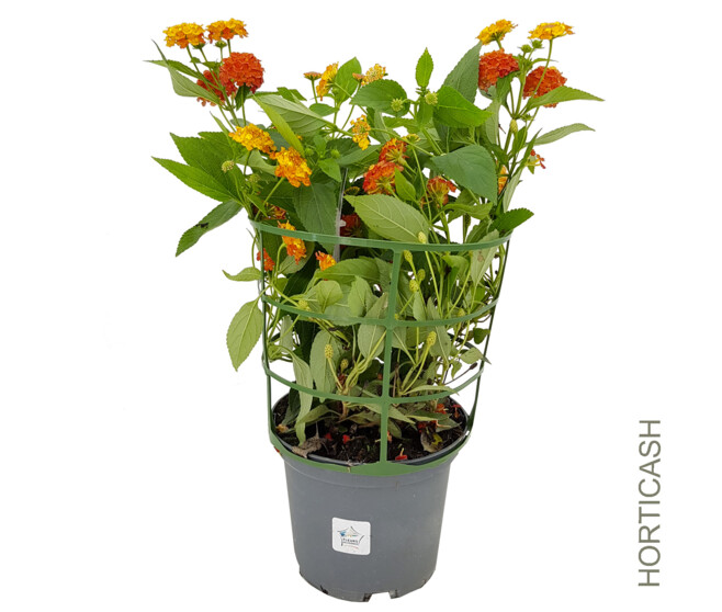 LANTANA
