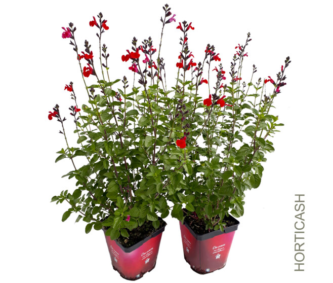 SAUGE GRAHAMII ROUGE