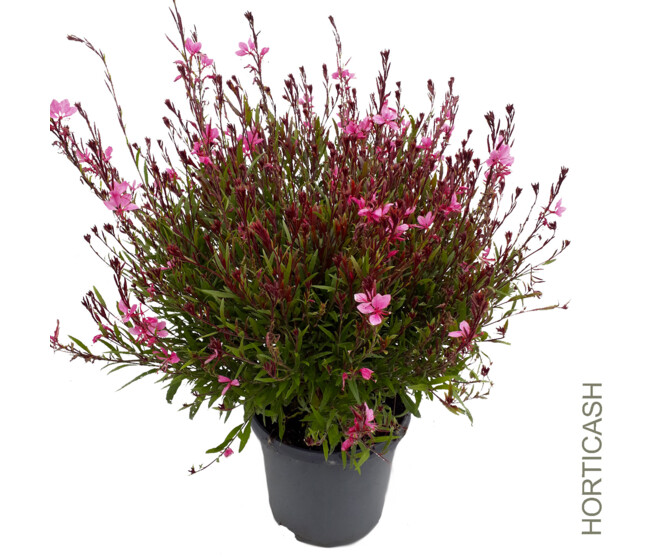 GAURA LINDHEIMERI SISKYOU PINK