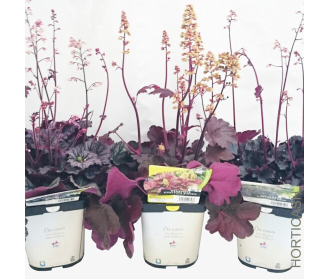 HEUCHERA LITTLE CUTIE FROST