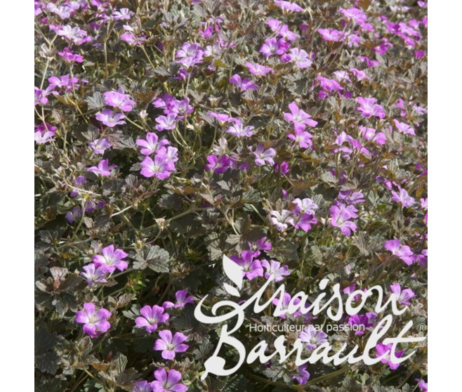 GERANIUM ORKNEY CHERRY
