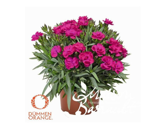 OEILLET PEMAN FANCY VIOLET