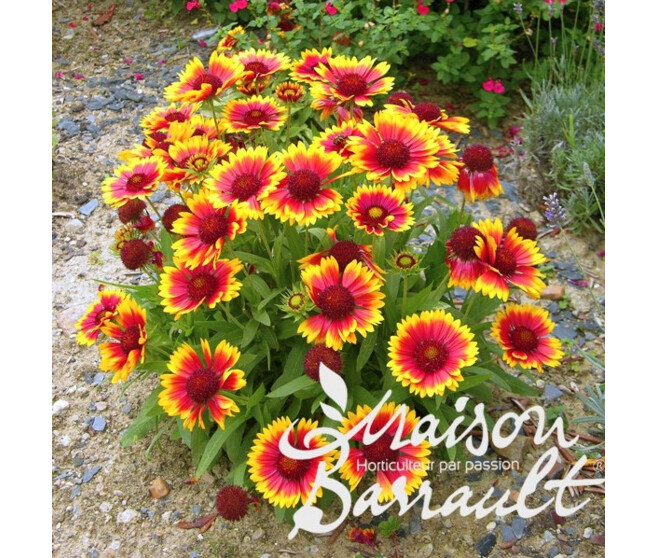 GAILLARDE ARISTATA BRIGHT BICOLOR