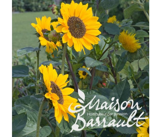 HELIANTHUS