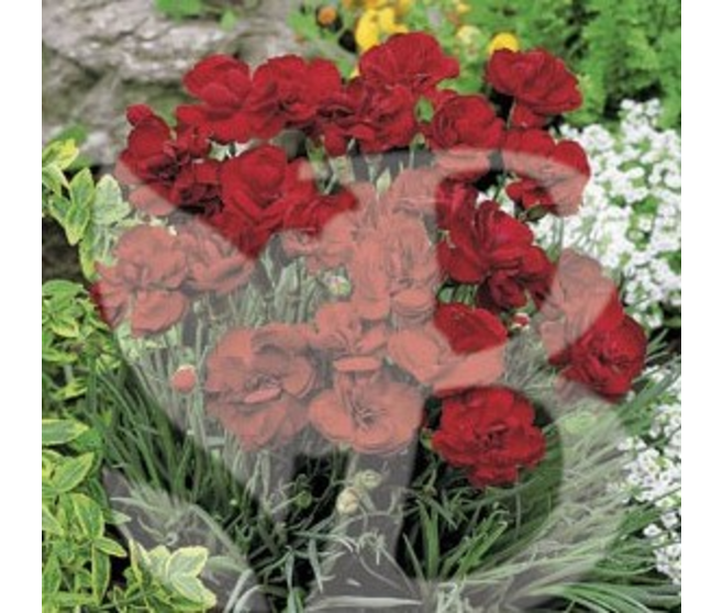 OEILLET PLUMARIUS CHERYL