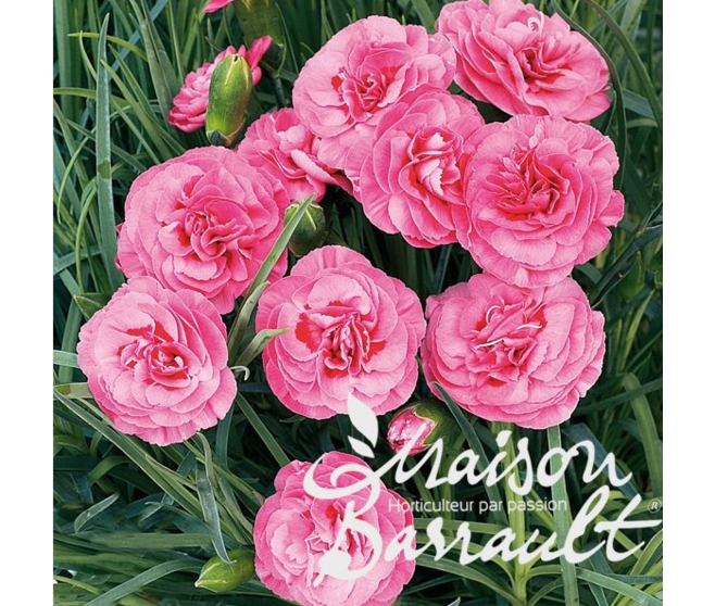 OEILLET PLUMARIUS VALDA WYATT