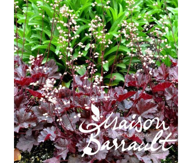 HEUCHERA LITTLE CUTIE COCO