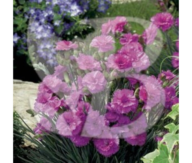 OEILLET PLUMARIUS TICKLED PINK