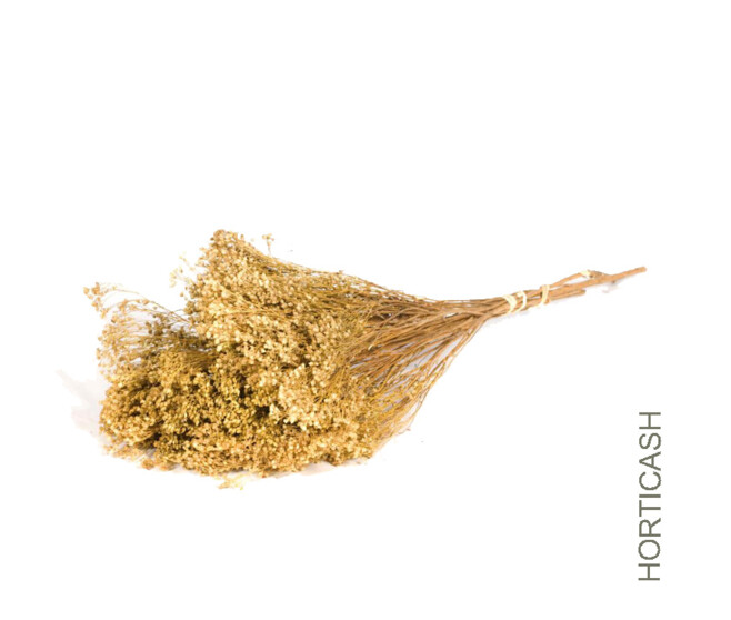 BROOM BLOOM BUNCH NATUREL Horticash ref 265117