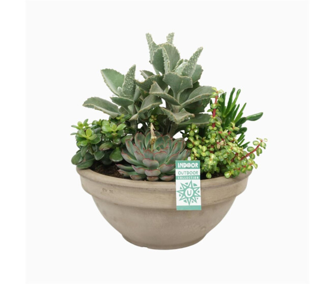 COMPO SUCCULENTES X5 P TERRE