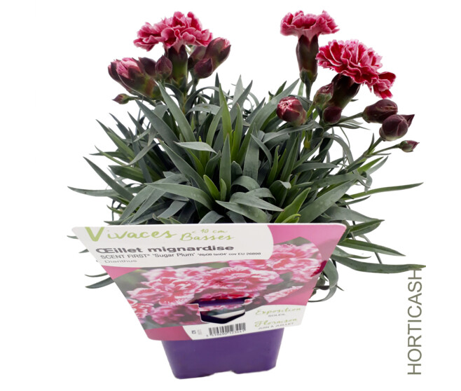 OEILLET PLUMARIUS SUGAR PLUM