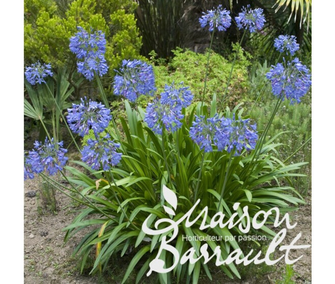 AGAPANTHE NORTHERN STAR