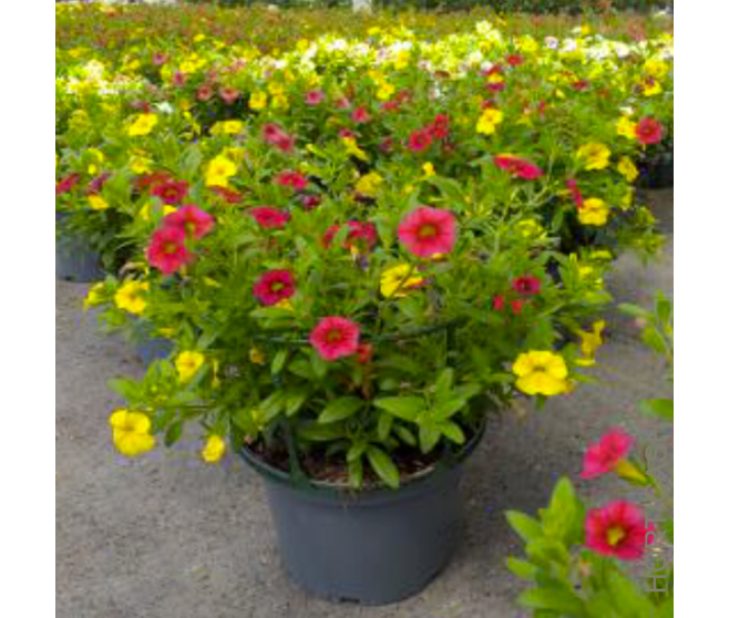 CALIBRACHOA