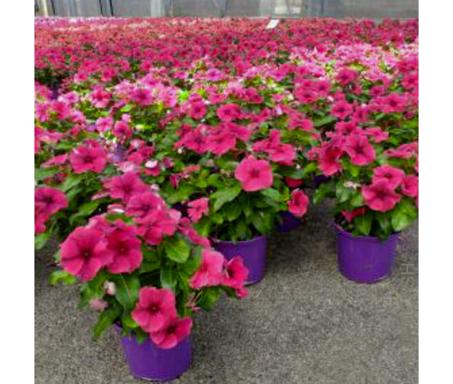 CATHARANTHUS VINCA
