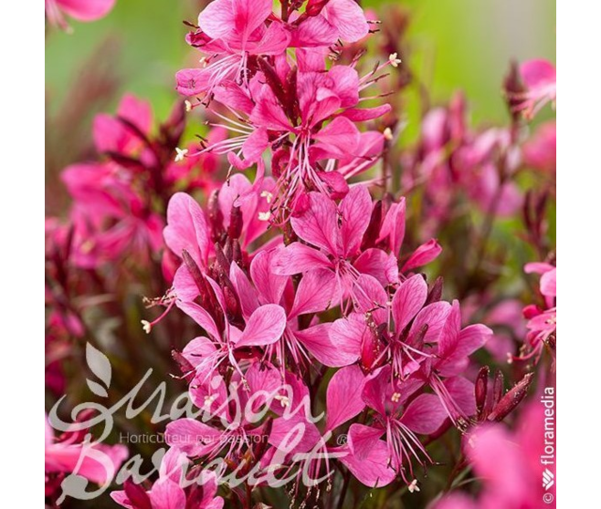 GAURA LINDHEIMERI ROUGE