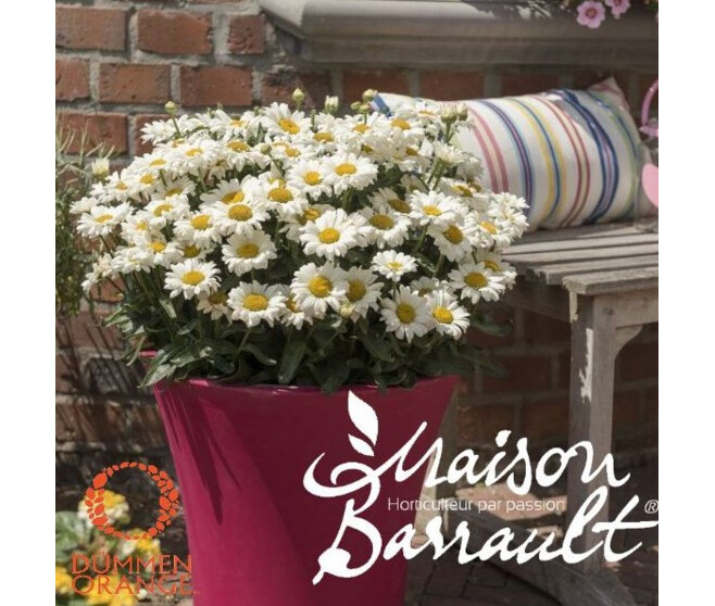 LEUCANTHEMUM SWEET DAISY JANE