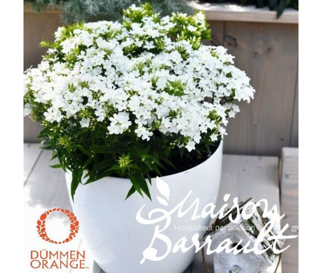 PHLOX PANICULATA EARLY WHITE
