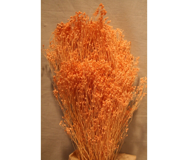 BROOM BLOOM 100GR MELON Horticash ref 262927