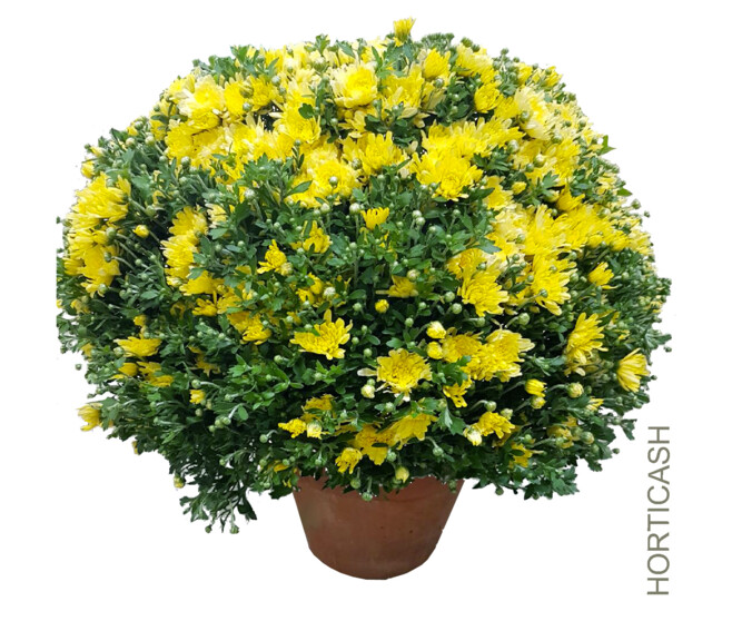 CHRYSANTHEME MULTI 40/45 P TERRE