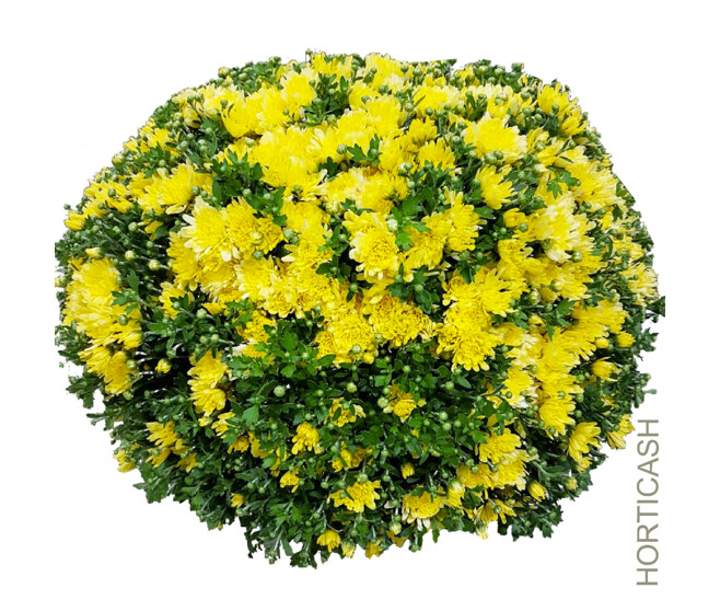 CHRYSANTHEME MULTI 40/45 P TERRE