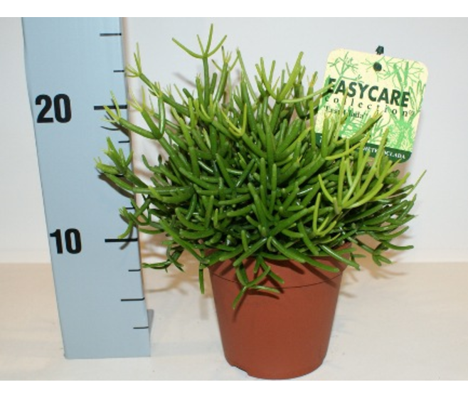 RHIPSALIS HETEROCLADA