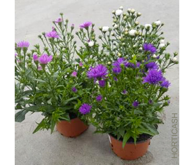 ASTER