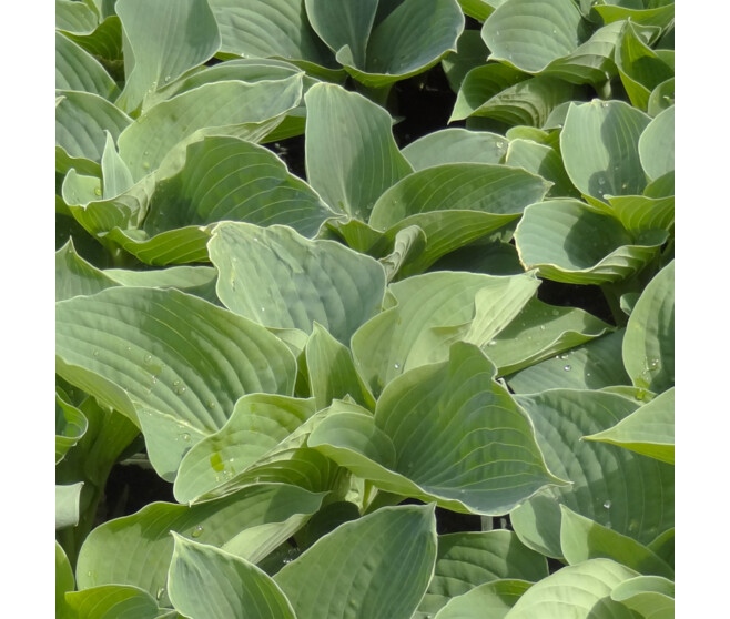 HOSTA BLUE ANGEL