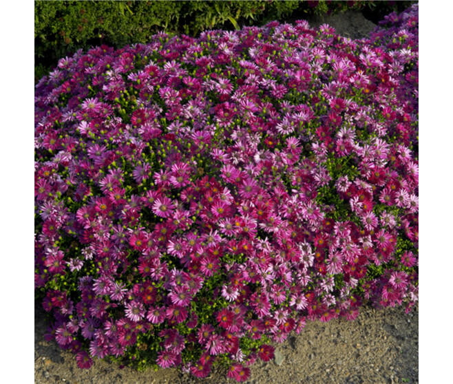 ASTER ALICE HASLAM
