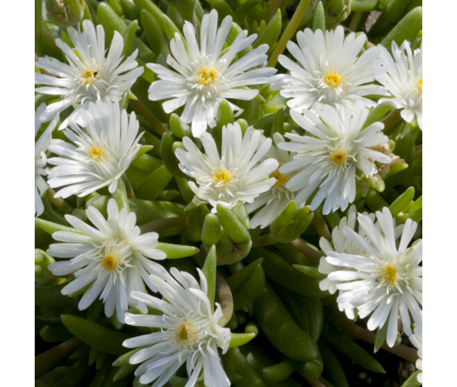 DELOSPERMA JEWEL OF DESERT MOON STONE