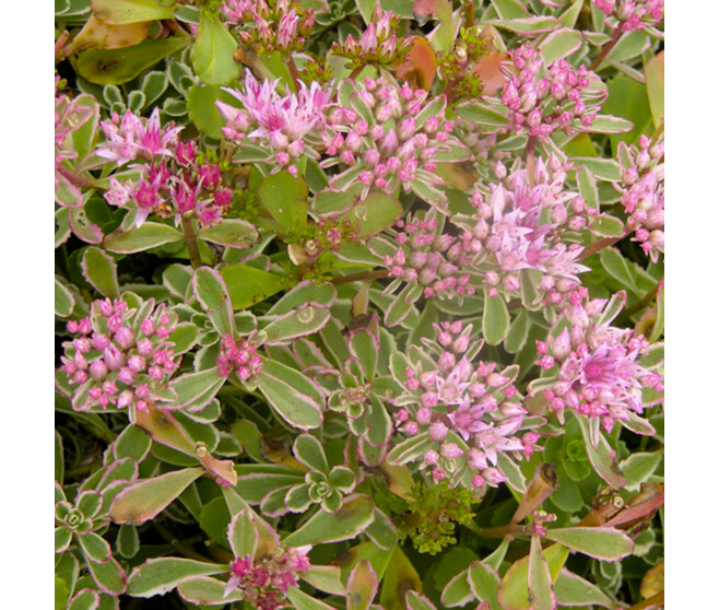 SEDUM SPURIUM TRICOLOR