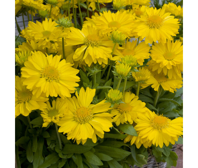 GAILLARDE ARISTATA MESA YELLOW