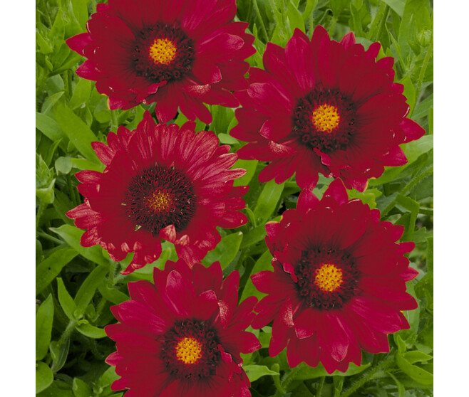 GAILLARDE ARIZONA RED SHADES
