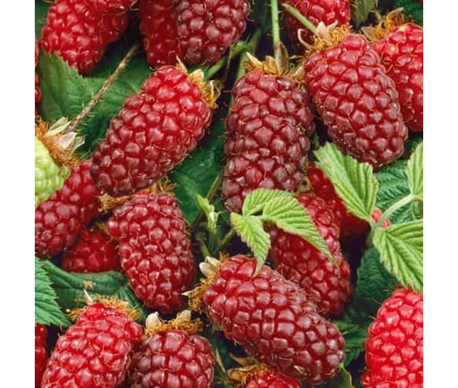 TAYBERRY