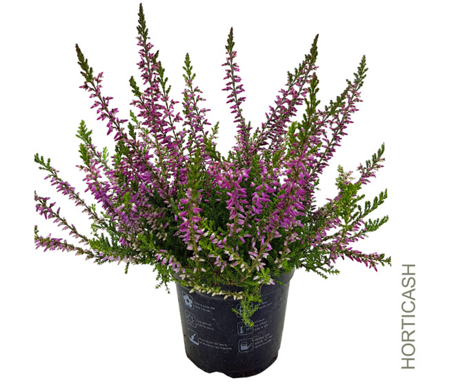 ERICA CALLUNA MARLIES