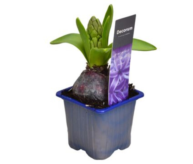 JACINTHE BLUE PEARL 1PP