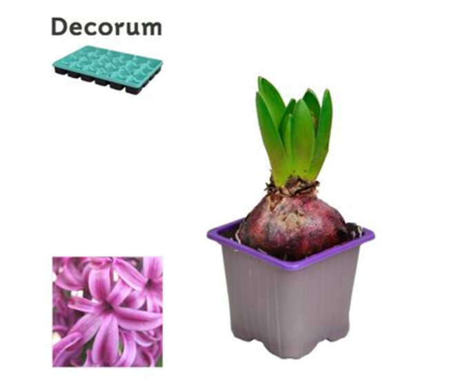 JACINTHE PURPLE SENSATION 1PP