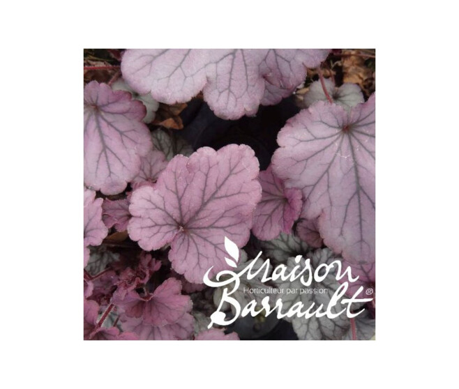 HEUCHERA LITTLE CUTIE SUGAR BERRY
