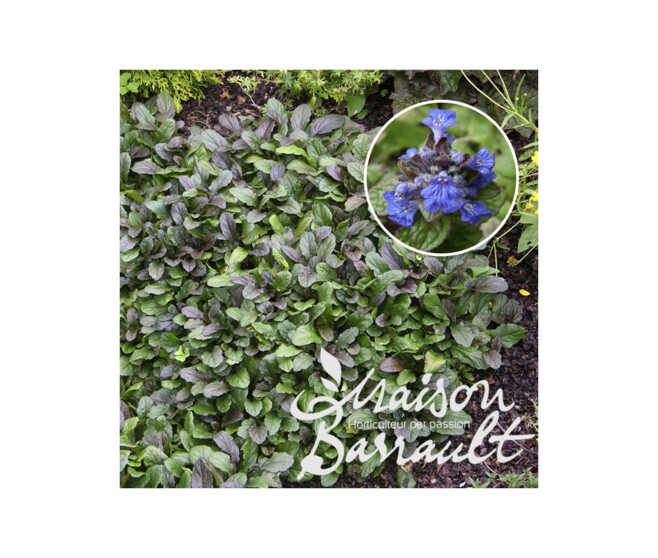 AJUGA BLACK SCALLOP